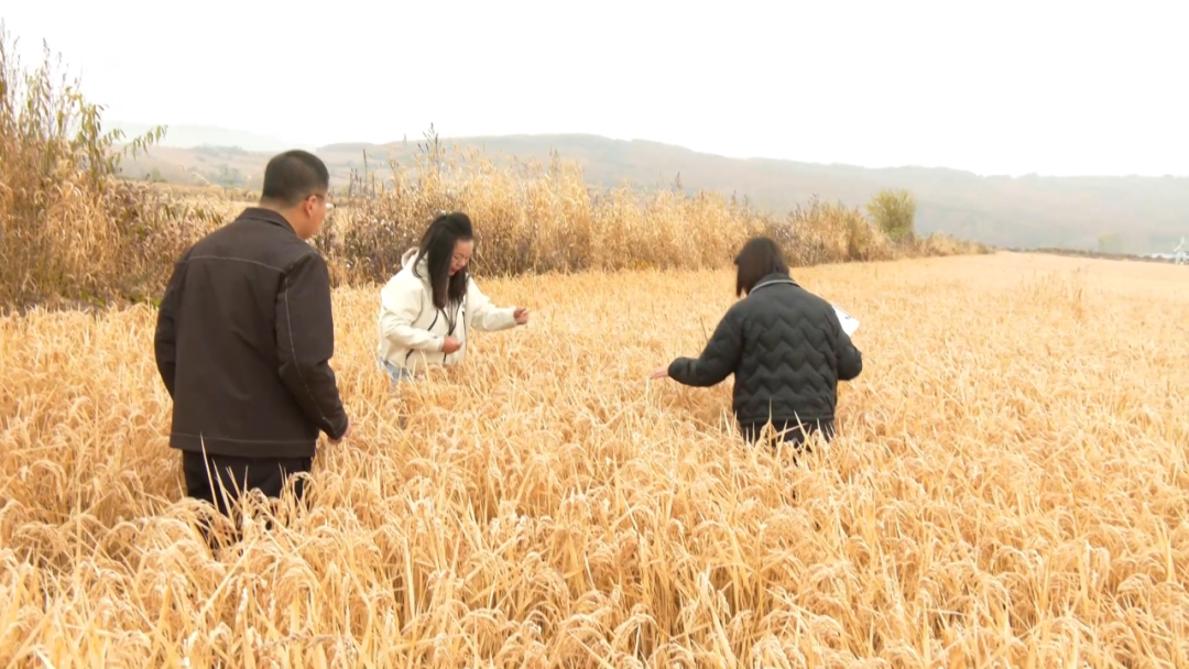 市农业技术推广中心技术人员深入田间开展示范区水稻测产工作